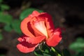 `Lydia` shrub rose, close up. 2021 Royalty Free Stock Photo