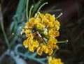 Lydus quadrimaculatus - Yellow blister beetle collects food among yellow flowers