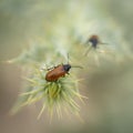 Lydus Tarsalis Beetles on a Thorny Plant Royalty Free Stock Photo