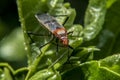Lygaeidae bug on a plant leaf Royalty Free Stock Photo