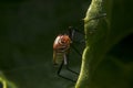 Lygaeidae bug on a plant leaf Royalty Free Stock Photo