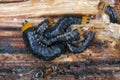 Lygistopterus sanguineus larva, larvae (Predatory) on wood. Net-winged beetles in the family Lycidae.