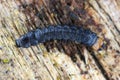 Lygistopterus sanguineus larva (Predatory) on wood. Net-winged beetles in the family Lycidae.