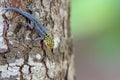 Lygodactylus luteopicturatus