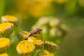 Lygus Bug Standing on Tansy Flower Royalty Free Stock Photo