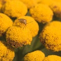 Lygus Bug on Tansy Flower. Royalty Free Stock Photo