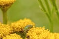 Lygus Nymph on a Tansy Flower Royalty Free Stock Photo