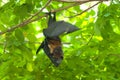 Lyie's flying fox Royalty Free Stock Photo
