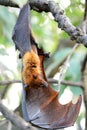 Lyie`s flyingfox Royalty Free Stock Photo