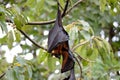 Lyie's flyingfox Royalty Free Stock Photo
