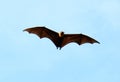 Lyie's flyingfox Royalty Free Stock Photo