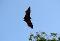 Lyie's flyingfox Royalty Free Stock Photo
