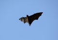 Lyie's flyingfox Royalty Free Stock Photo