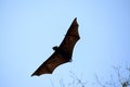 Lyie's flyingfox Royalty Free Stock Photo