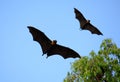 Lyie's flyingfox