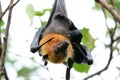 Lyie's flyingfox Royalty Free Stock Photo