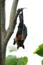 Lyie's flyingfox Royalty Free Stock Photo