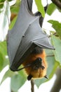 Lyie's flyingfox Royalty Free Stock Photo