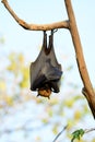 Lyie's flyingfox Royalty Free Stock Photo