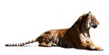 Lying adult tiger. Isolated over white Royalty Free Stock Photo