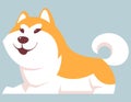 Lying Akita Inu dog.