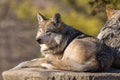 Lying Alert wolf at Brookfield Zoo Royalty Free Stock Photo
