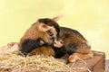 Lying baby dwarf goat Royalty Free Stock Photo