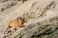 Lying baby goat on mountain. Young mountain goat. Mountain goat. Royalty Free Stock Photo