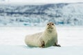 Lying Bearded seal on ice in arctic Royalty Free Stock Photo