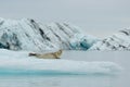 Lying Bearded seal on ice in arctic Royalty Free Stock Photo