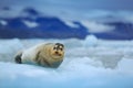 Lying Bearded seal on ice in arctic Svalbard Royalty Free Stock Photo