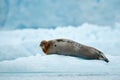 Lying Bearded seal on white ice in arctic Svalbard Royalty Free Stock Photo