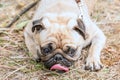 Lying beige pekingese