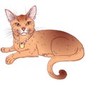 Lying Bengal breed cat