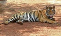 Lying Bengal Tiger