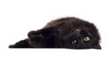 Lying black cat isolated Royalty Free Stock Photo