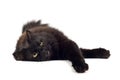 Lying black cat isolated Royalty Free Stock Photo
