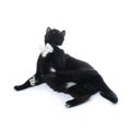 Lying black cat isolated over the white background Royalty Free Stock Photo
