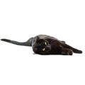Lying black cat isolated on a white background. Royalty Free Stock Photo