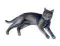 Lying black cat isolated on white background. Watercolor