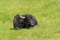 Lying black cow Royalty Free Stock Photo