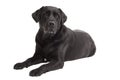 Lying Black Retriever Labrador Dog Royalty Free Stock Photo