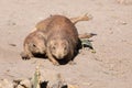 Lying black tailed prairie dog Royalty Free Stock Photo