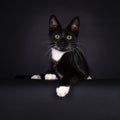 Lying black and white house cat kitten with a black background Royalty Free Stock Photo