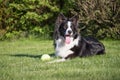 Lying Border collie with a yellow ball Royalty Free Stock Photo