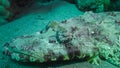 Lying on the bottom Carpet flathead (Papilloculiceps longiceps), Abu Dabb, Egypt