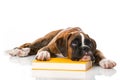 Boxer puppy with book isolated on white Royalty Free Stock Photo