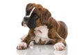 Lying boxer puppy isolated on white Royalty Free Stock Photo