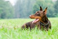 Lying brown doberman pinscher