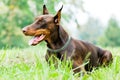 Lying brown doberman pinscher Royalty Free Stock Photo